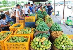 芒果和百色最新爆料,揭秘背后惊人真相