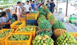 芒果和百色最新爆料,揭秘背后惊人真相