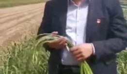 镇长 在线观看,在线观看揭秘权力与民生