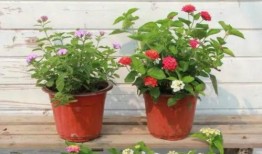 新闻视频爆料入口在哪,一键掌握独家资讯