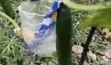 徽县网红吃瓜完整视频,全程视频揭秘幕后真相