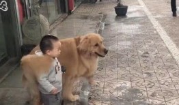 外卖哥爆料狗吃餐食视频,狗吃餐食视频引发热议