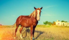 黄金马电影在线观看,在线观影盛宴，尽享经典佳作