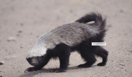 蜜獾爆料自己的视频大全,趣味瞬间尽收眼底