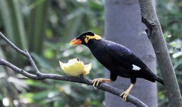 蜜獾爆料自己的视频大全,趣味瞬间尽收眼底