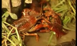 爆料杨氏小龙虾视频播放,观看量飙升揭秘美食背后的故事