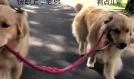 外卖哥爆料狗吃餐食视频,狗吃餐食视频引发热议