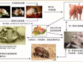 猪瘟最新爆料消息新闻,揭秘病毒传播途径与防控措施