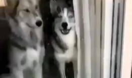 二哈视频爆料大全最新,萌宠日常，笑料横生，尽在这份欢乐集锦