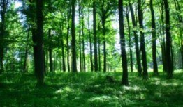 雨中的树在线观看,诗意盎然的视觉盛宴