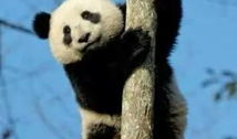 爆料潮汕熊猫视频大全,视频大全带你领略国宝风采