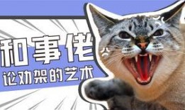 奇葩画猫吃瓜视频下载免费,猫咪吃瓜大作战，免费下载笑翻天
