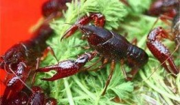 爆料杨氏小龙虾视频播放,观看量飙升揭秘美食背后的故事