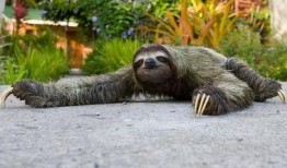 蜜獾爆料自己的视频大全,趣味瞬间尽收眼底