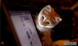 东北猫咪爆料视频大全,视频大全集锦