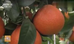 在线观看橘子,一场视觉与味觉的双重盛宴