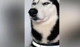 二哈视频爆料大全最新,萌宠日常，笑料横生，尽在这份欢乐集锦