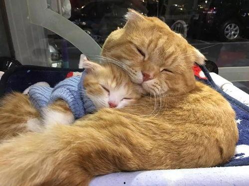 娱乐吃瓜酱猫妈妈